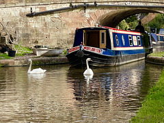 Swan escort