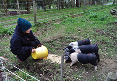 Jennifer and the piglets