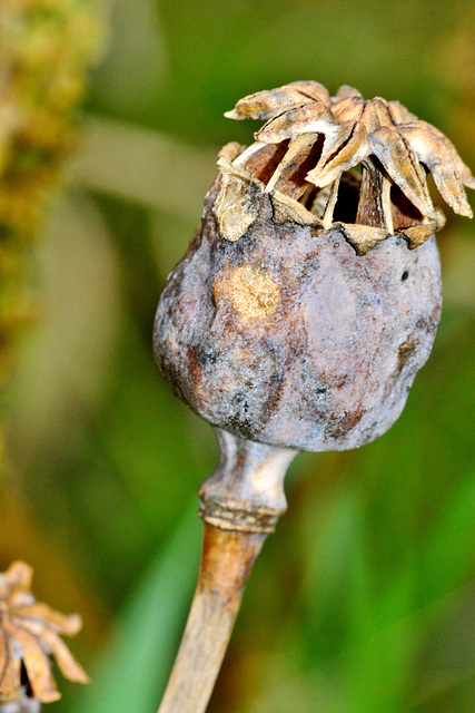 Poppy Seed Head