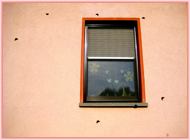 257/365 - Schmetterlinge / Innen und außen...