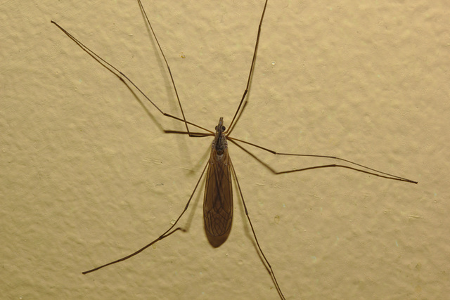 IMG 9978Daddylonglegs