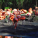 010 Flamingosumpf im Dresdner Zoo
