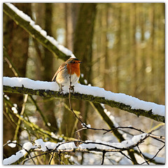 Winter Robin, Wykeham Forest, North Yorkshire