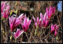 Magnolia liliflora