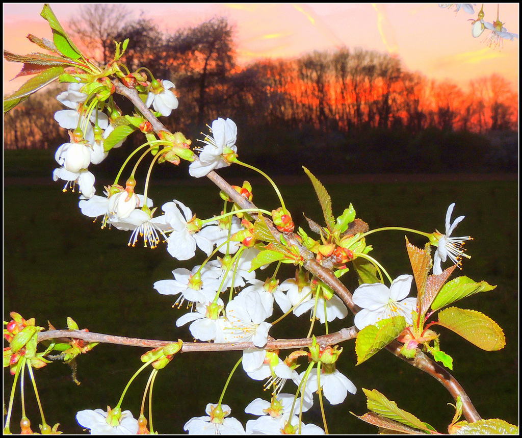 Spring sunset