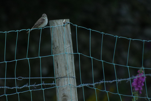 Spotted Flycatcher