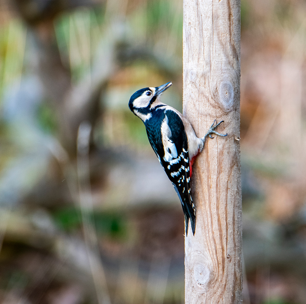 Greater Spotted Woodpecker