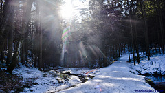 Winterwald voller Sonne