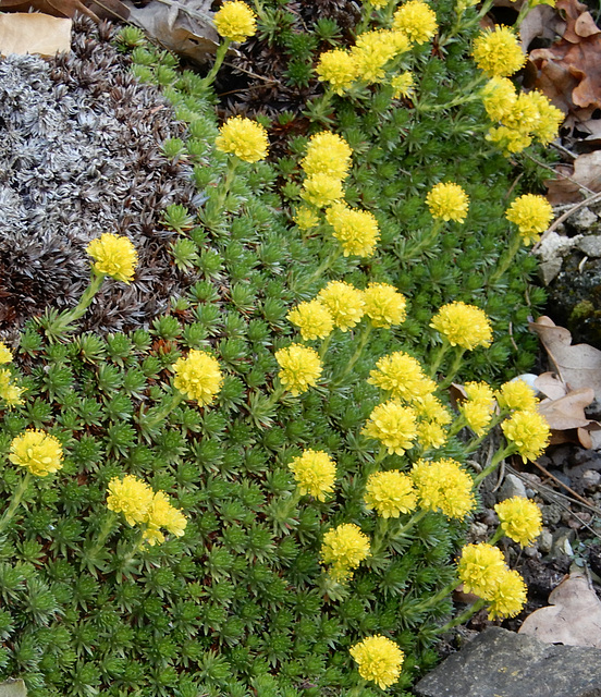 10 BGD  Saxifraga juniperifolis - Nadel- Steinbrech