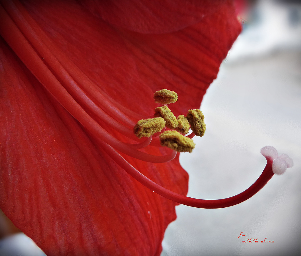 Amaryllis (Amaryllidaceae)