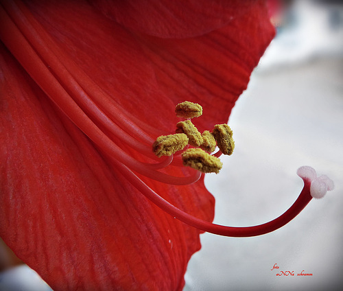 Amaryllis (Amaryllidaceae)