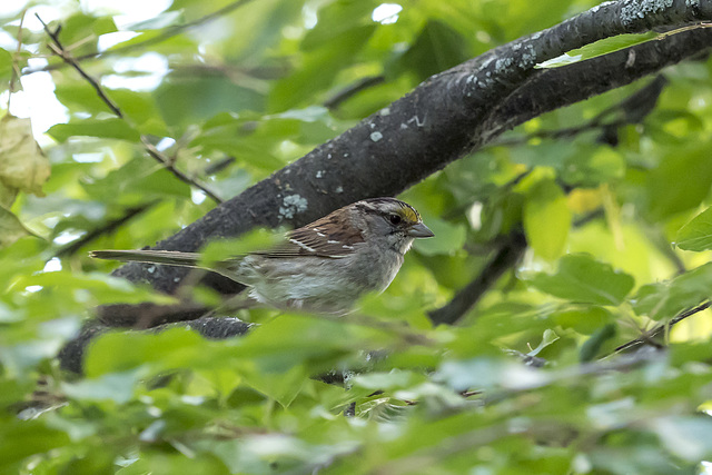 White-throated Sparrow 02