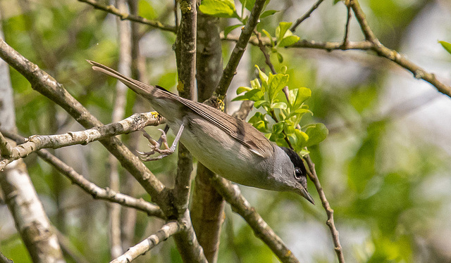 Blackcap