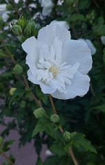 Hibiscus Altea : offert par mon amie Fabienne********* Hibiscus Altea : offert par mon amie Fabienne*********