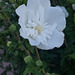 Hibiscus Altea : offert par mon amie Fabienne*********