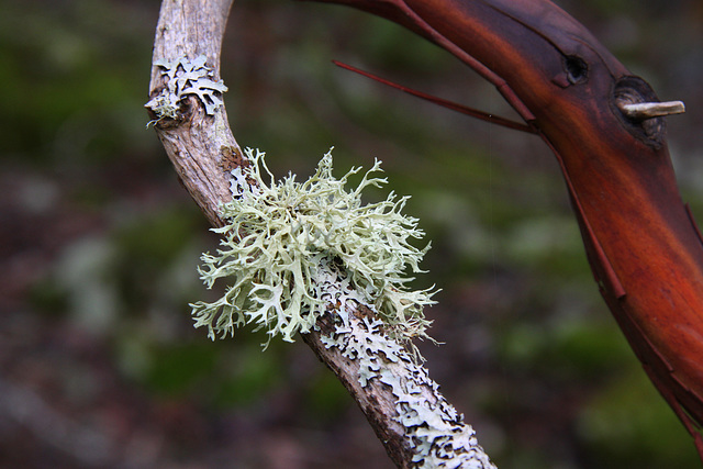 Lichens and Branches