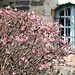 Viburnum bodnantense 'Dawn'