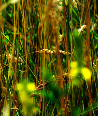 Grasses. Late Summer Sun