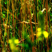 Grasses. Late Summer Sun