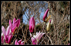 Magnolia liliflora2