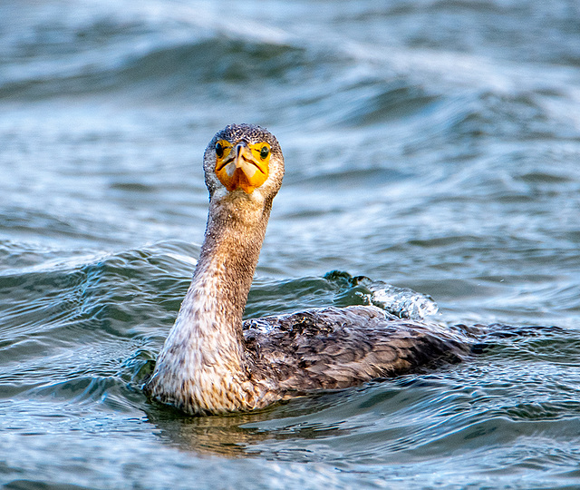 Cormorant