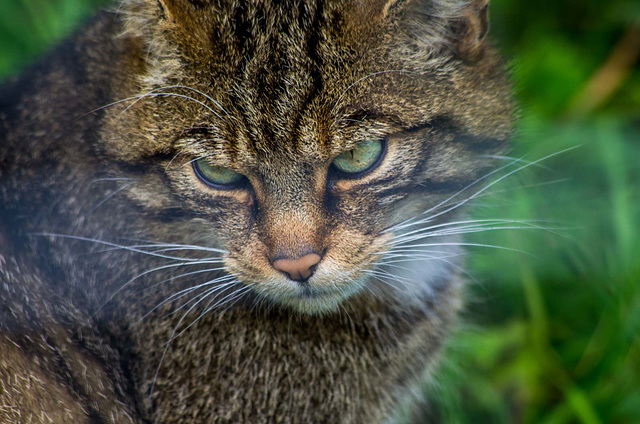 Scottish wild cat.3jpg