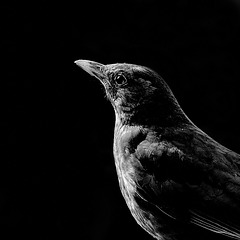 Female Blackbird in Low-Key