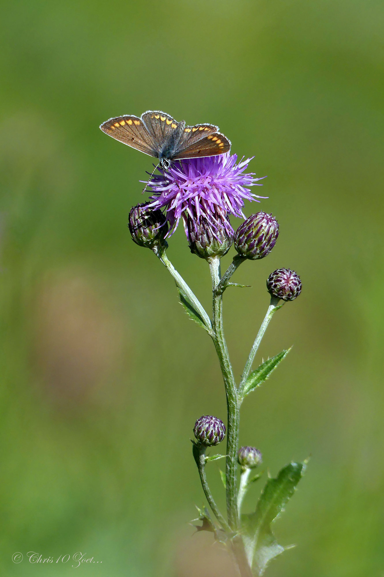 Brown argus ~ Bruin blauwtje (Aricia agestis)...