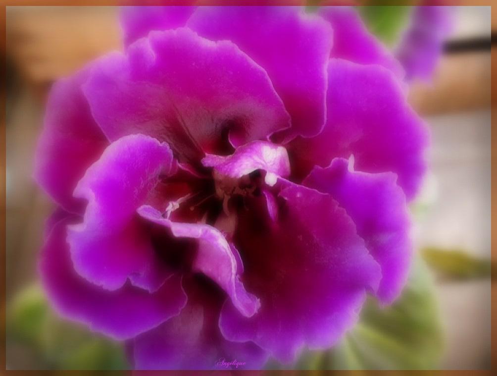 Gloxinia.......Bon dimanche et bonne fête aux mamies ♥