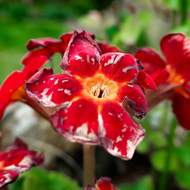 Spring in the Garden