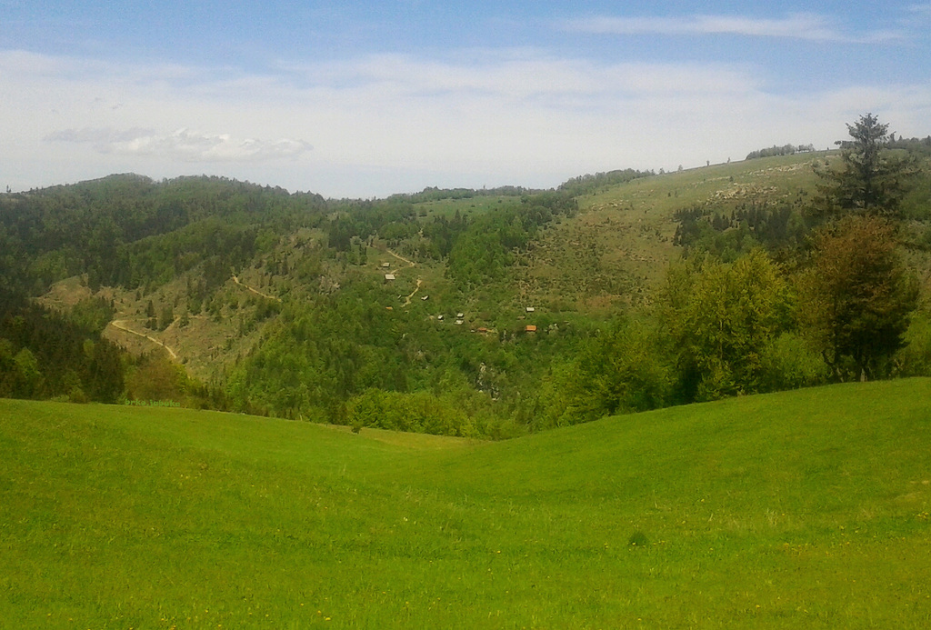 Green landscape