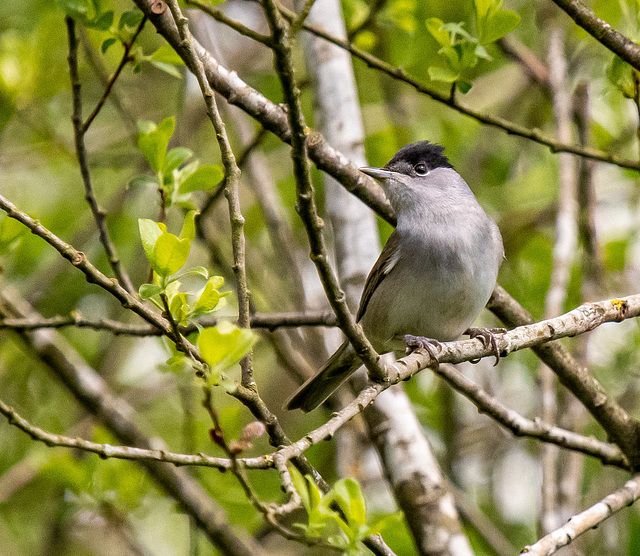 Blackcap