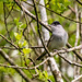 Blackcap