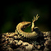 Lézard des murailles, un mâle (Podarcis muralis Laurenti, 1768) Common Wall Lizard