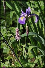 Iris x robusta avec Bistorte (2)