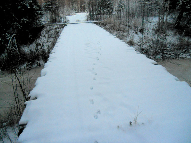 Fox tracks on the bridge