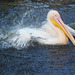 012 Wasserumwälzung nach Art der Pelikane