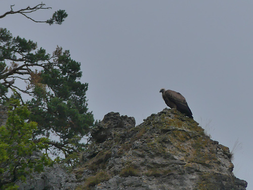 20170912 Lozere Meyrueis (69) al