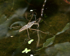 Pondskater IMG_5898