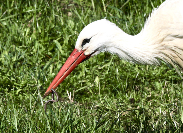 Storch bei der Futtersuche