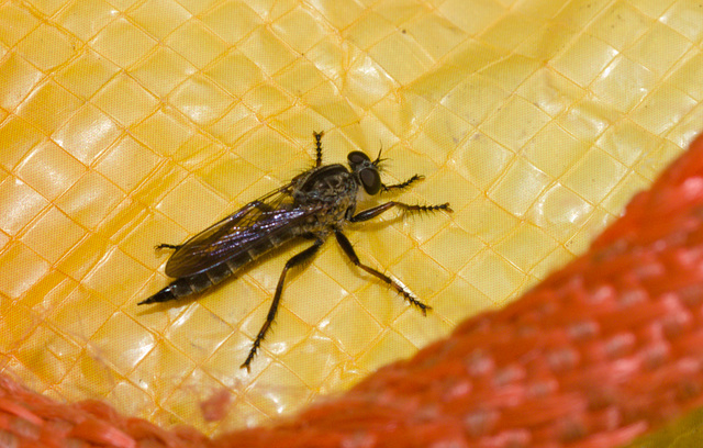 RobberFlyIMG 6319