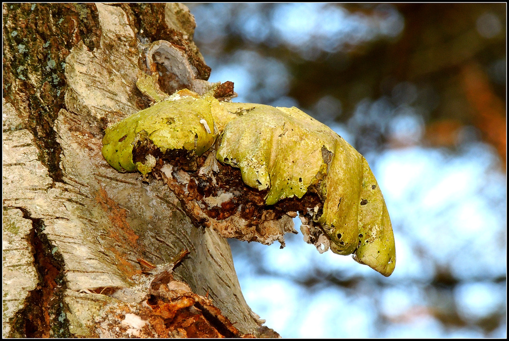 Birch Killer