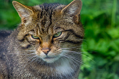 Scottish wild cat