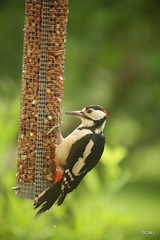 Greater Spotted Woodpecker