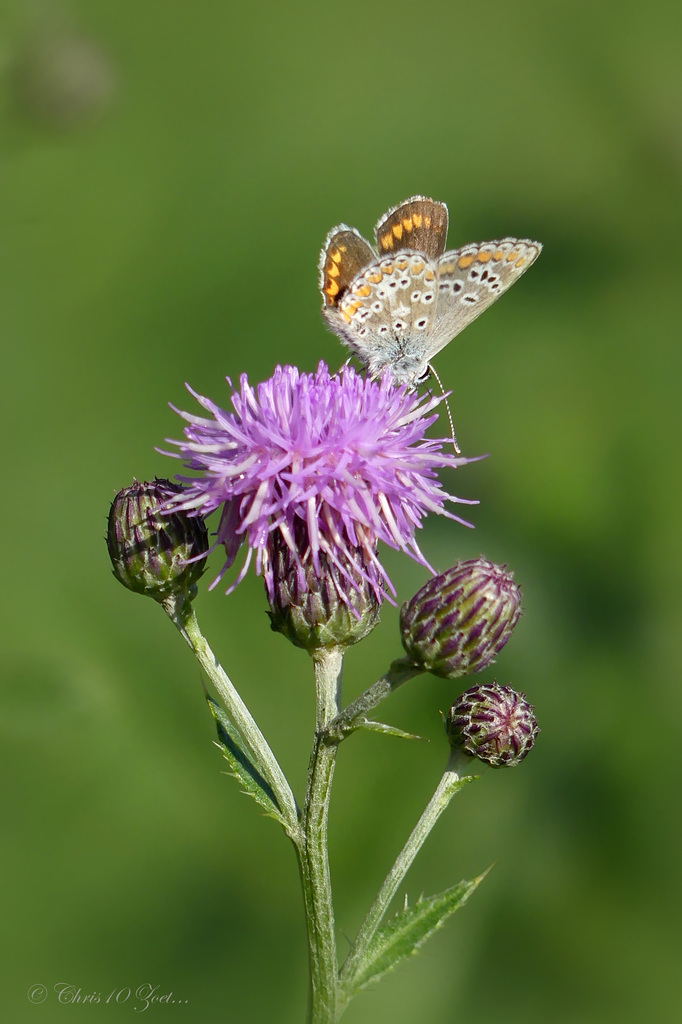 Brown argus ~ Bruin blauwtje (Aricia agestis)...