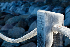 Frosty Fence