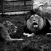 Tierpark Straubing
