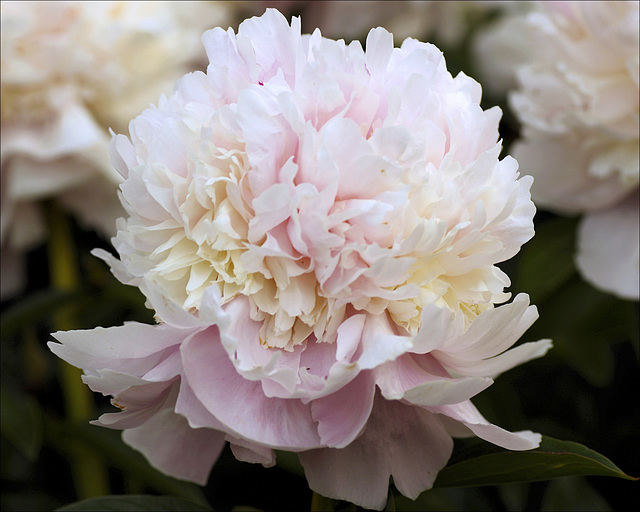 Peony 11