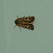 oaw - antler moth