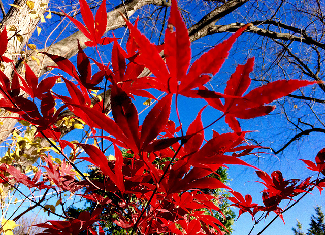 red - japanese maple